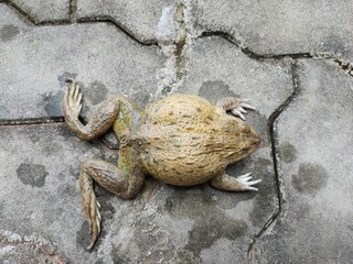 frog on the stone