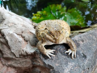 frog
