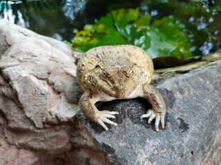 frog