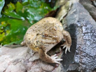 frog on the ground