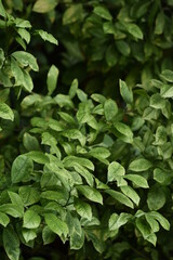 Green leaves natural background, specled lemon leaves