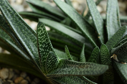 Gasteria - green  spotted leaves succulent, easy to keep houseplant.