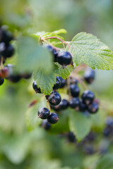 black currant growing in garden