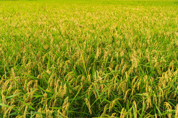 田園地帯一面に広がる稲穂
【Golden rice in the countryside】
