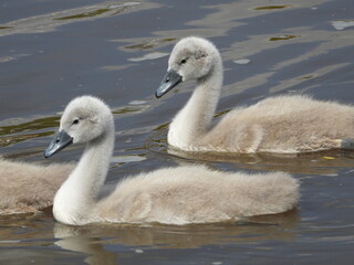 Fototapeta premium Cygnet