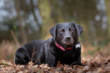 Black Labrador