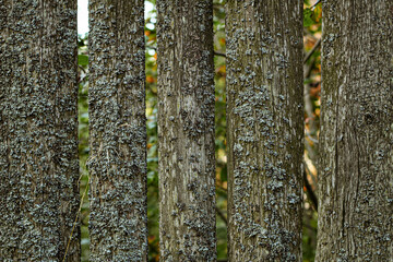 Obraz premium old wooden fence