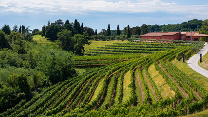 Fototapeta na wymiar Beautiful vineyard ready for grape harvest at Rocca Bernarda, Udine province, Friuli Venezia Giulia, Italy. Italian landscape.