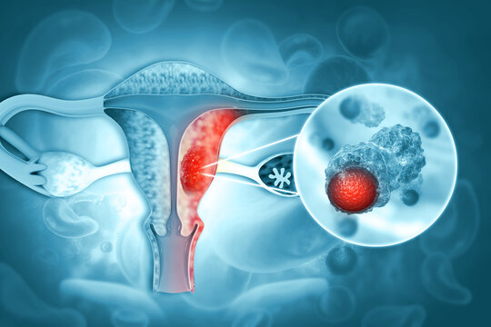 The Endometrium: Anatomy and 3D Illustrations
