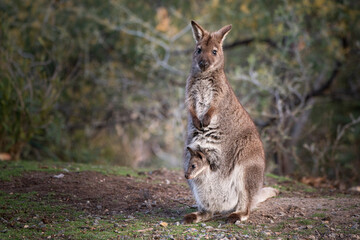 Closeup of a red-necked wallaby with a joey in its pouch - obrazy, fototapety, plakaty