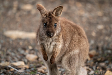 Closeup of a red-necked wallaby joey in the wild looking at the camera - obrazy, fototapety, plakaty