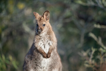 Closeup of a red-necked wallaby in the wild © Matt Palmer/Wirestock