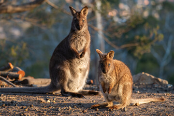 Closeup of red-necked wallabies in the wild looking at the camera © Matt Palmer/Wirestock