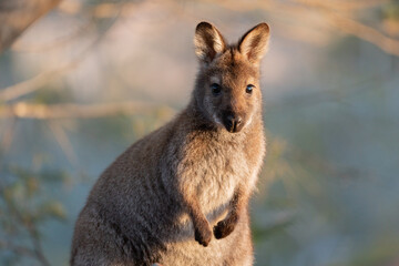 Closeup of a red-necked wallaby in the wild - obrazy, fototapety, plakaty