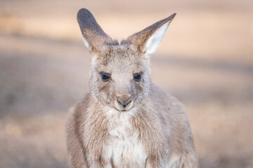 Closeup of a forester kangaroo in the wild © Matt Palmer/Wirestock