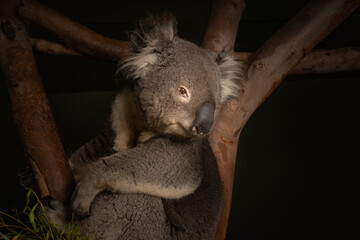 Closeup of a cute sleepy koala bear on a tree - obrazy, fototapety, plakaty