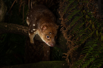 Closeup of a near threatened tiger quoll or spotted quoll in the wild