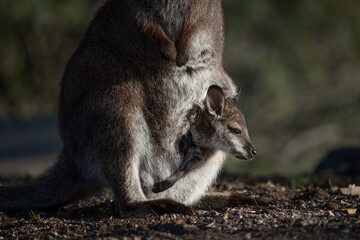 Closeup of a red-neckedwallaby with a joey in its pouch © Matt Palmer/Wirestock