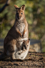 Closeup of a red-necked wallaby with a joey in its pouch © Matt Palmer/Wirestock