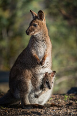 Closeup of a red-necked wallaby with a joey in its pouch © Matt Palmer/Wirestock