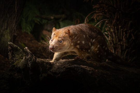 Closeup of a near threatened tiger quoll or spotted quoll in the wild
