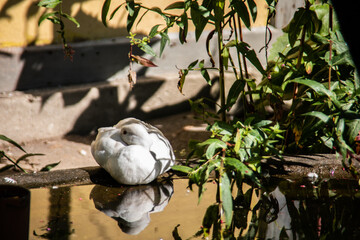 white pigeon is resting