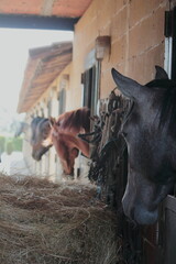 Caballos asoman las cabezas por las ventanas de una cuadra