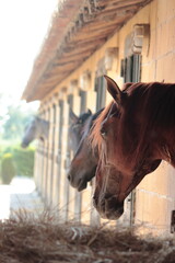 Caballos que asoman sus cabezas por las ventanas de una cuadra