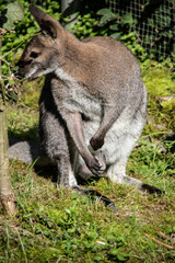 Naklejka na ściany i meble dwarf kangaroo squats