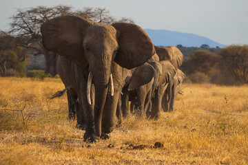 elephant in the savannah