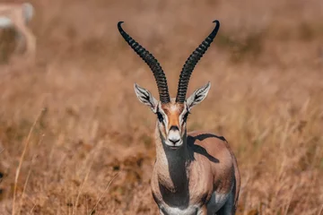 Cercles muraux Antilope impala in the desert