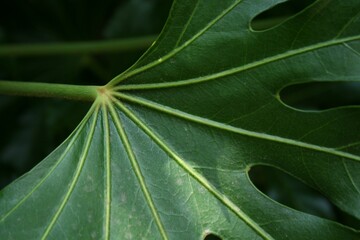 green leaf background