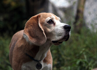 beagle dog in the grass