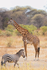 giraffe in the savannah