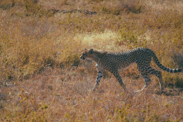 cheetah and cub