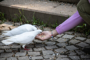 white pigeon is feeding