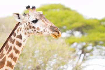 giraffe eating grass