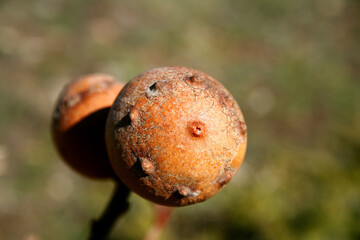 ladybird on a poppy