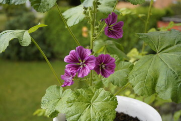 Malva sylvestris , Malvaceae family.