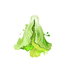 Digital art illustration of Lettuce or Lactuca sativa isolated on white background. Organic healthy food. Green vegetable. Hand drawn plant closeup. Clipart illustration. Graphic design element