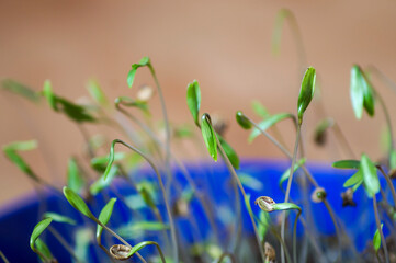 Small coriander plants in the pot