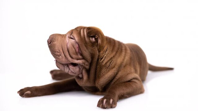 Shar pei dog with white background