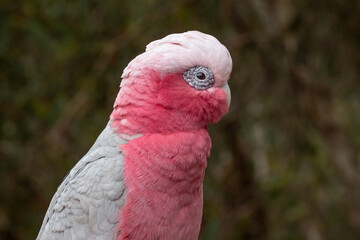 Portrait of a Galah