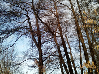 Obraz premium Beautiful view on alder trees in grove.