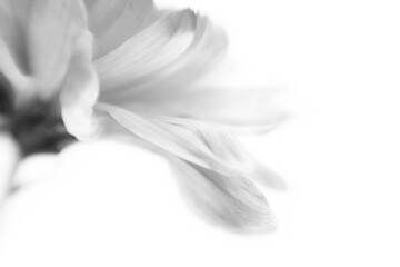 Soft focus blur black and white flower petal. Nature light delicate horizontal background.