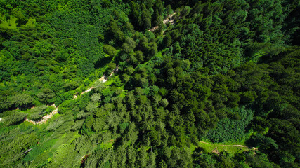 Fototapeta na wymiar Fir forest from above - amazing nature aerial view - travel photography by drone