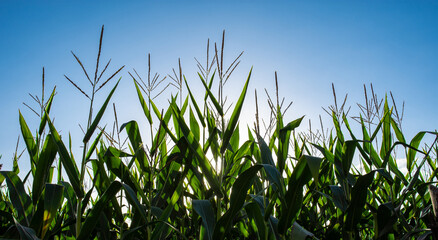 Campo de ma&iacute;z en floraci&oacute;n