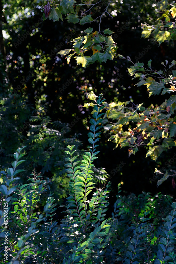 Canvas Prints wild flowers in the forest