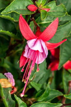 Fuchsia 'Bella Nikita' a summer flowering plant with a red pink summertime flower, stock photo image