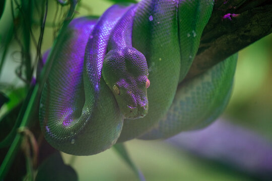 Green tree python (Morelia viridis)